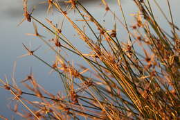 Imagem de Cyperus gymnocaulos Steud.