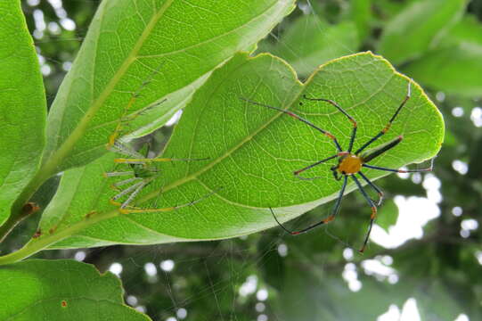 Image of Peucetia madagascariensis (Vinson 1863)