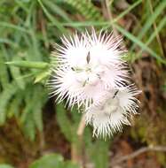 Imagem de Dianthus monspessulanus L.