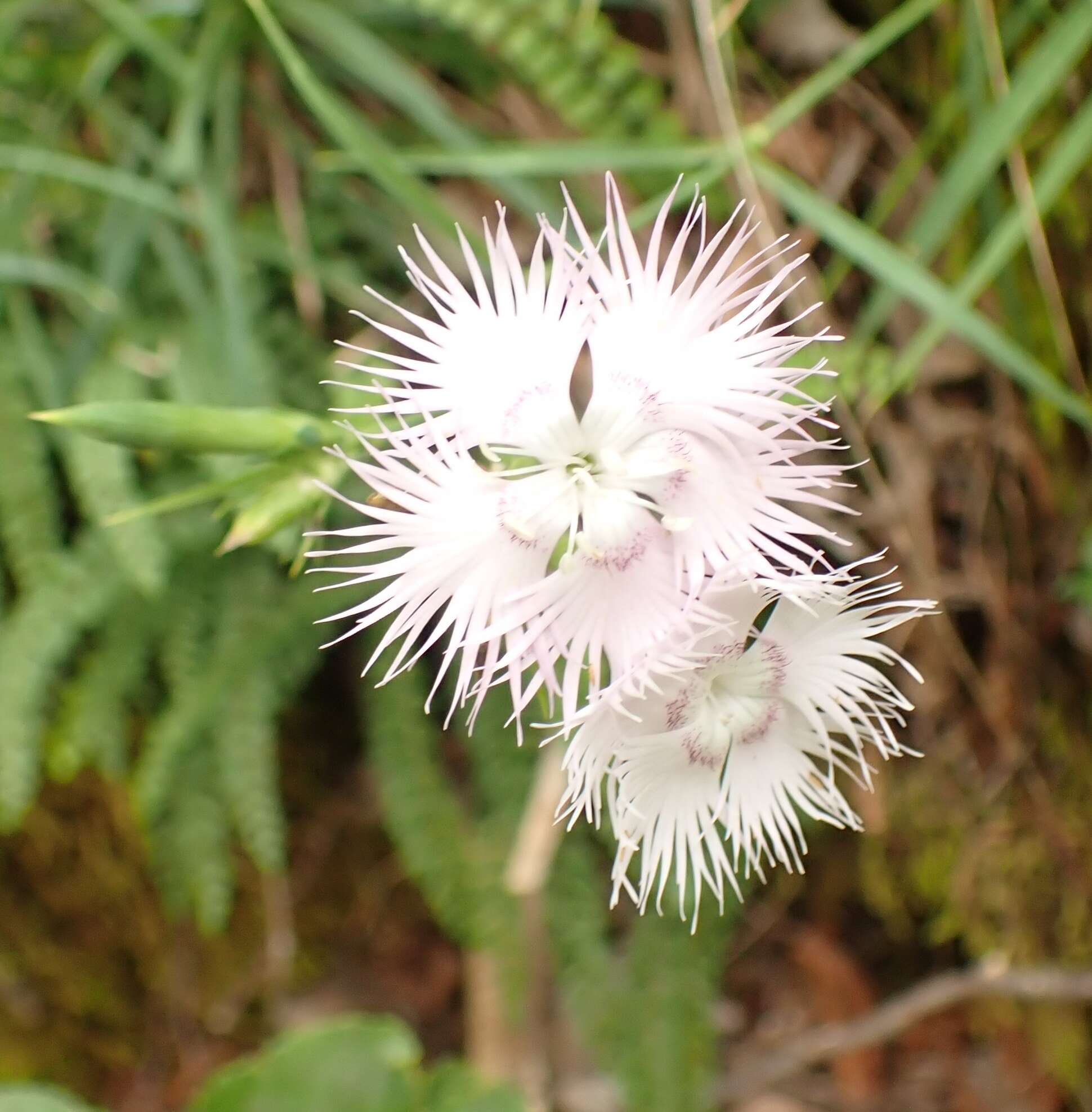 Imagem de Dianthus monspessulanus L.