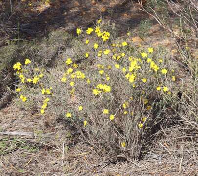 Image of Hibbertia stenophylla J. R. Wheeler