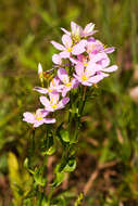 Imagem de Sabatia angularis (L.) Pursh