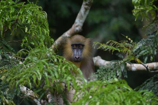 Image of Mandrill