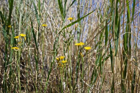 Image of Hall's hawksbeard