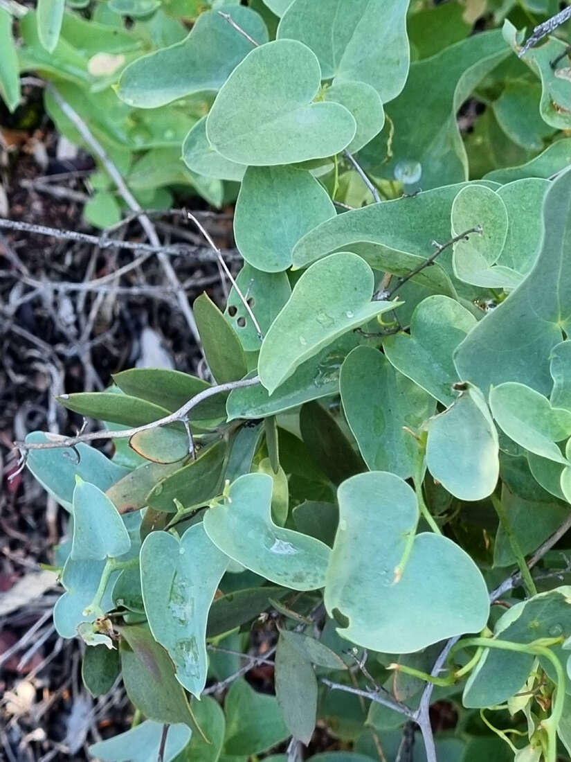 Dioscorea hemicrypta Burkill resmi