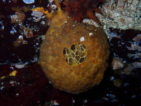 Image of orange rough ball horny sponge