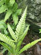 Plancia ëd Pteris khasiana subsp. fauriei (Hieron.) Fraser-Jenk.