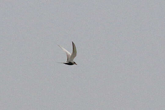 Image of Black-bellied Tern