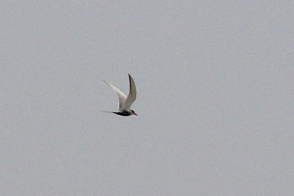 Image of Black-bellied Tern