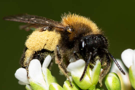 Image of Andrena bicolor Fabricius 1775