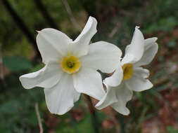 Image de Narcissus medioluteus Mill.