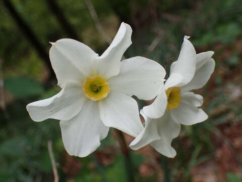 Narcissus medioluteus Mill. resmi