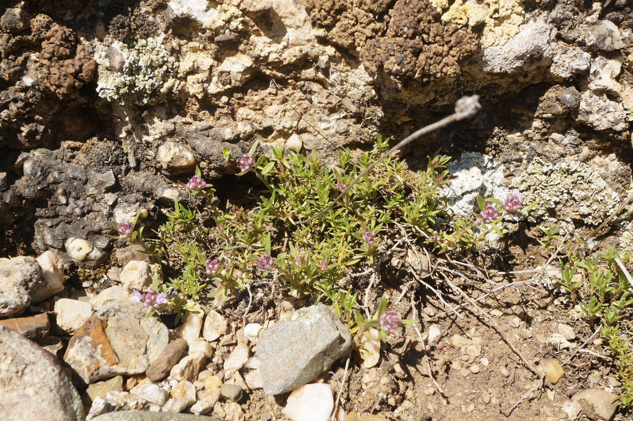 صورة Thymus callieri Borbás ex Velen.