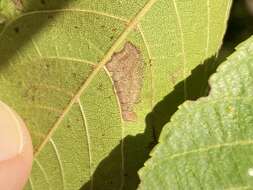 Imagem de Stigmella juglandifoliella (Clemens 1861) Wilkinson et al. 1979