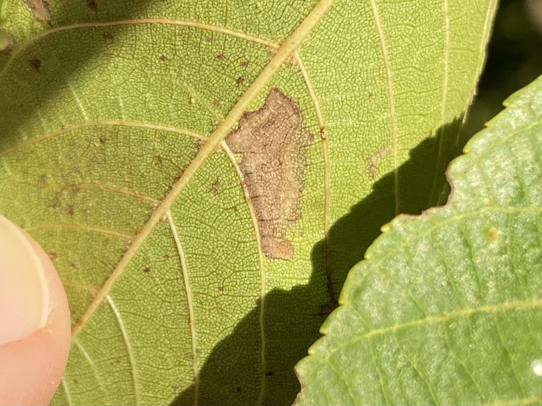 Imagem de Stigmella juglandifoliella (Clemens 1861) Wilkinson et al. 1979