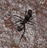 صورة Camponotus cinctellus (Gerstaecker 1859)