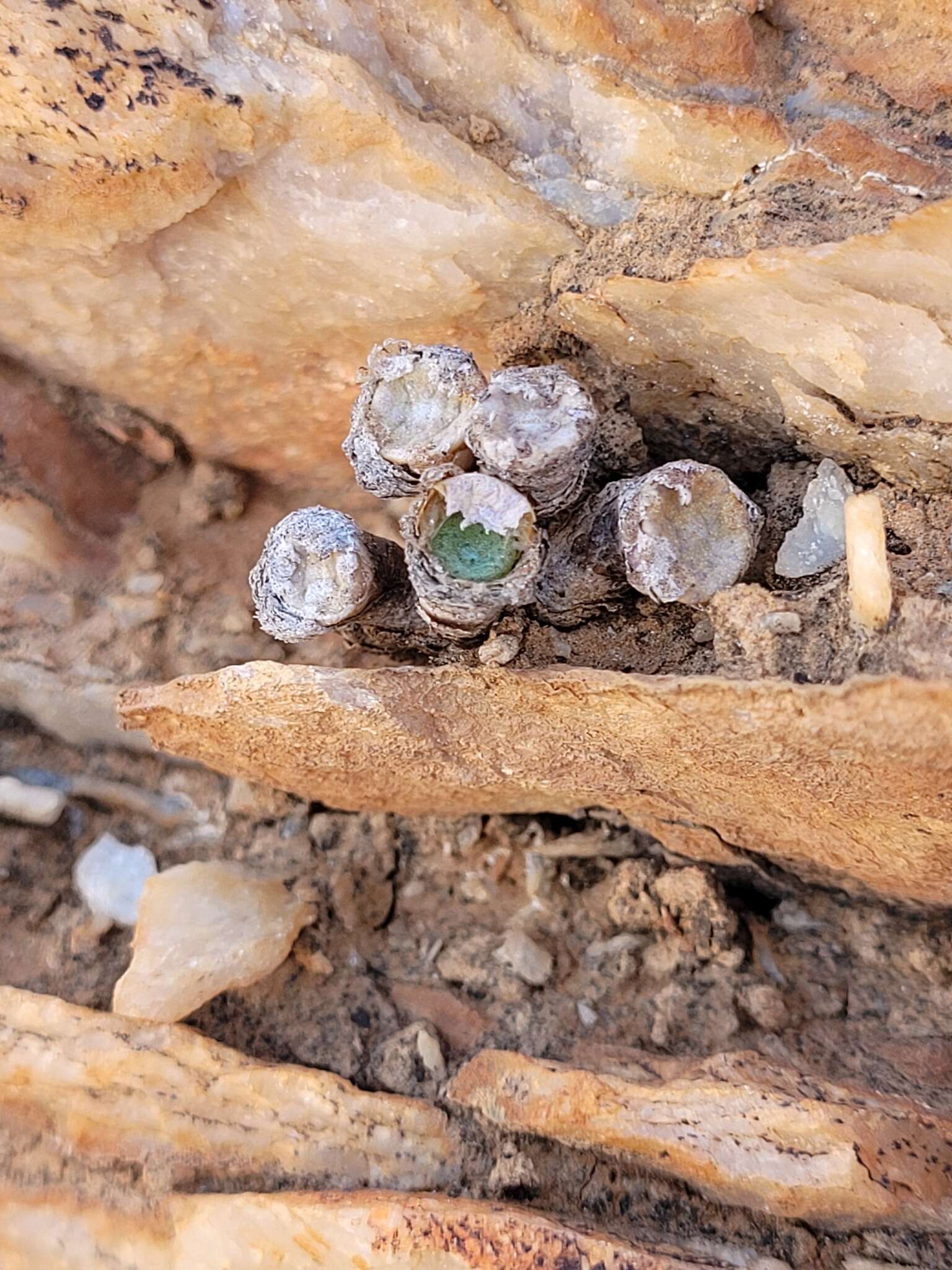 Image of Conophytum bolusiae Schwant.