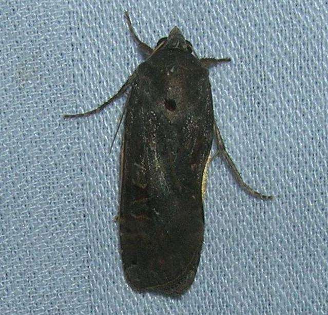 Image of Large Yellow Underwing