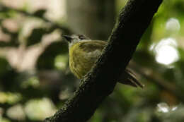 Image of Pale-yellow Robin
