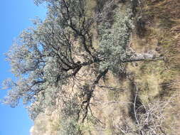 Image of Mexican Blue Oak