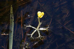 Plancia ëd Utricularia radiata Small