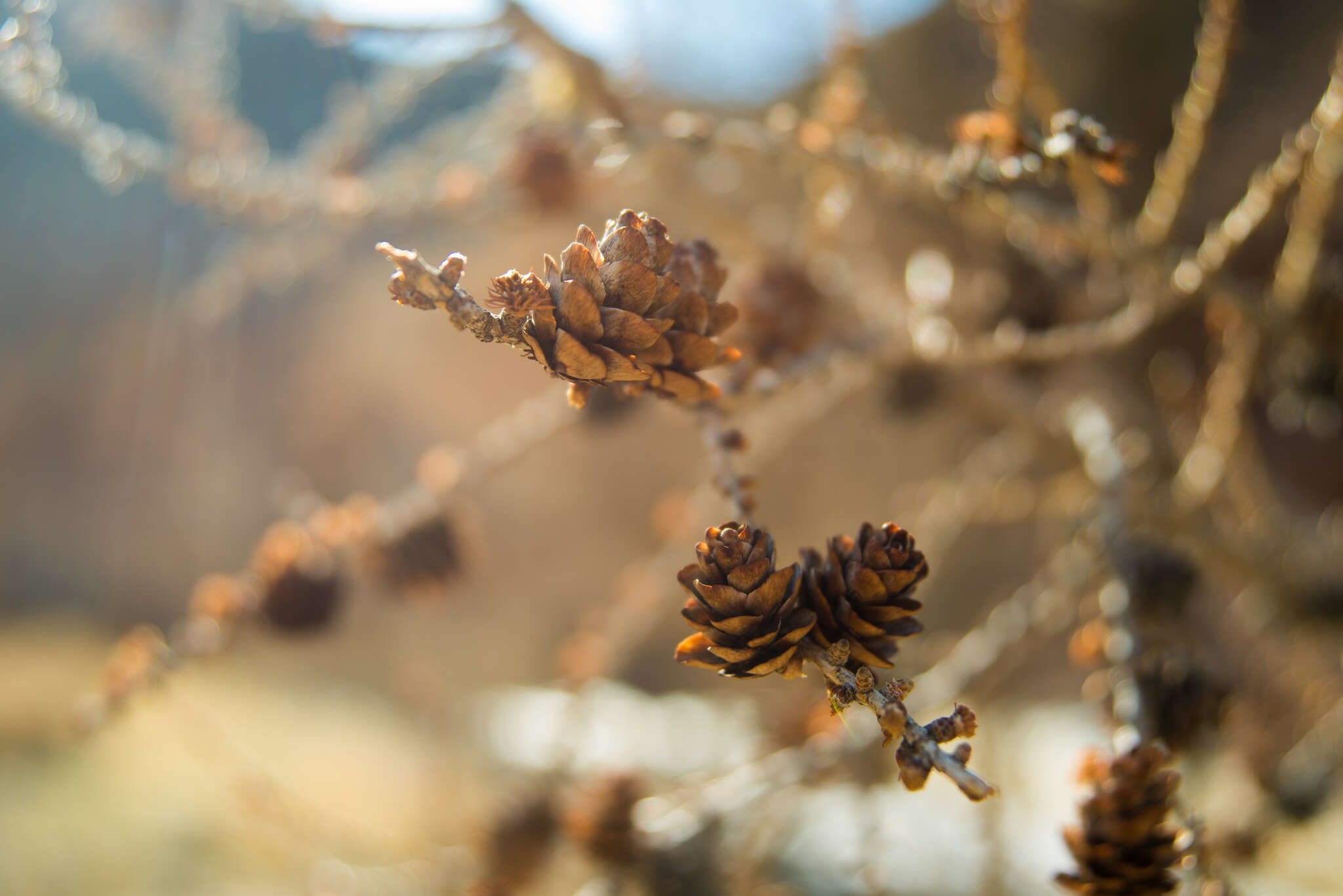 Image of Siberian Larch