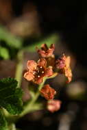 Image of Crater Lake currant