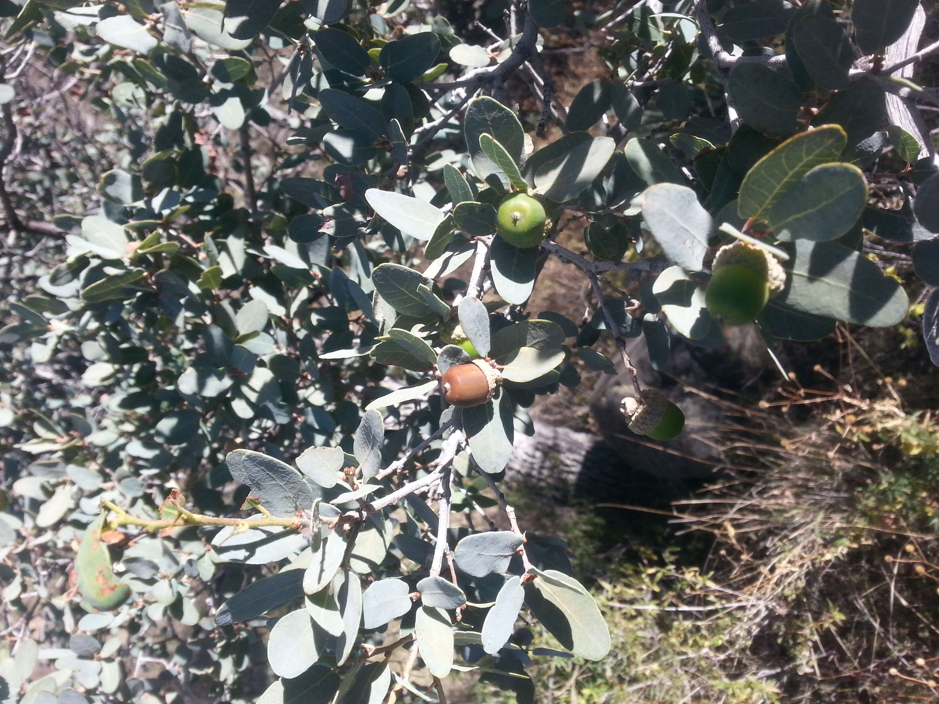 Image of Mexican Blue Oak