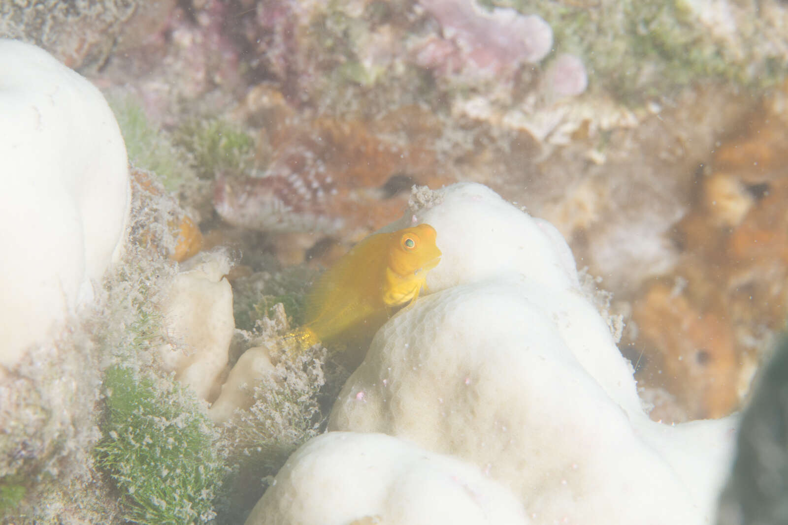 Image of Brown coral blenny