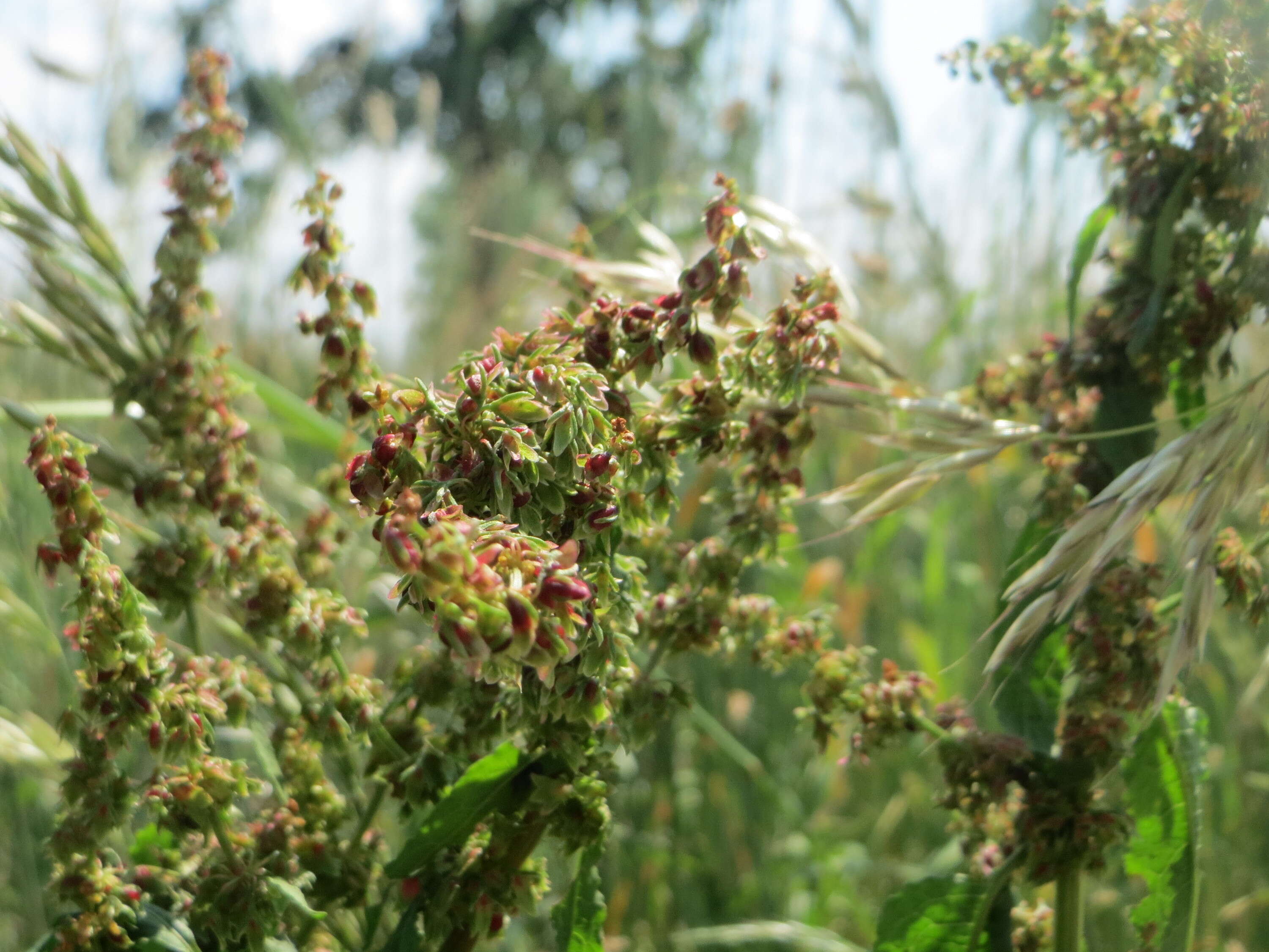 Imagem de Rumex obtusifolius L.