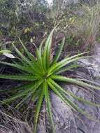 Image of Dyckia encholirioides (Gaudich.) Mez