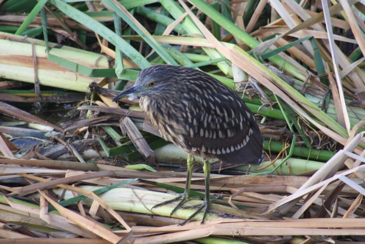 Image of Nycticorax nycticorax obscurus Bonaparte 1855