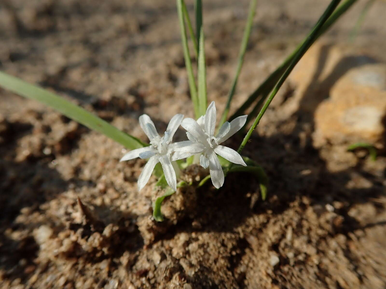 Image of Lapeirousia plicata subsp. effurcata (G. J. Lewis) Goldblatt