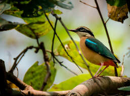 Plancia ëd Pitta brachyura (Linnaeus 1766)