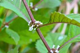 Image of Virginia water horehound