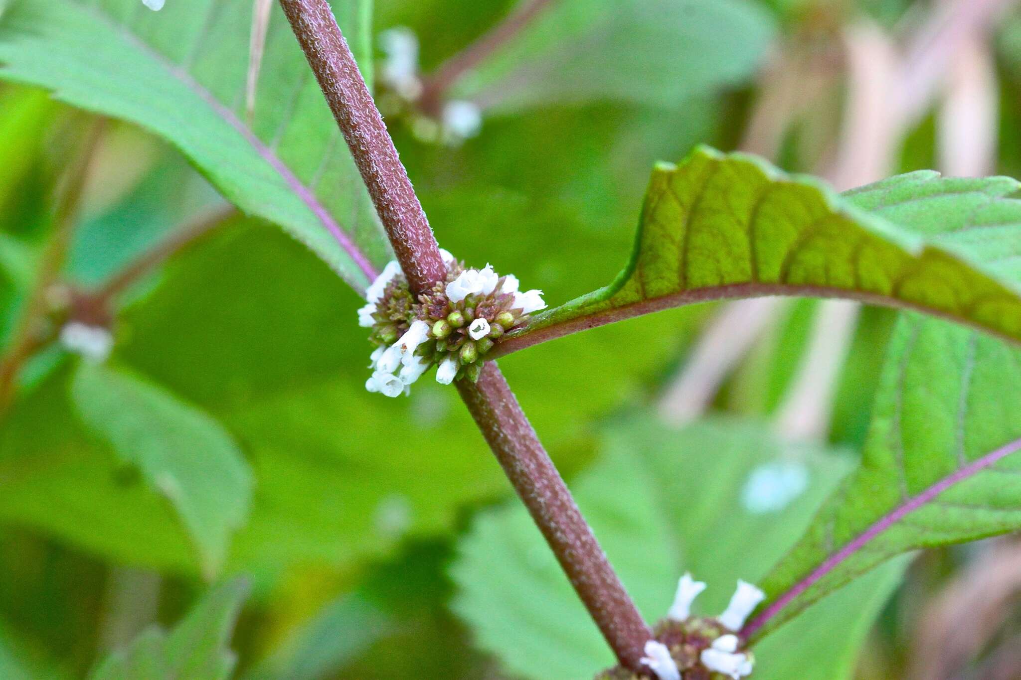 Image of Virginia water horehound