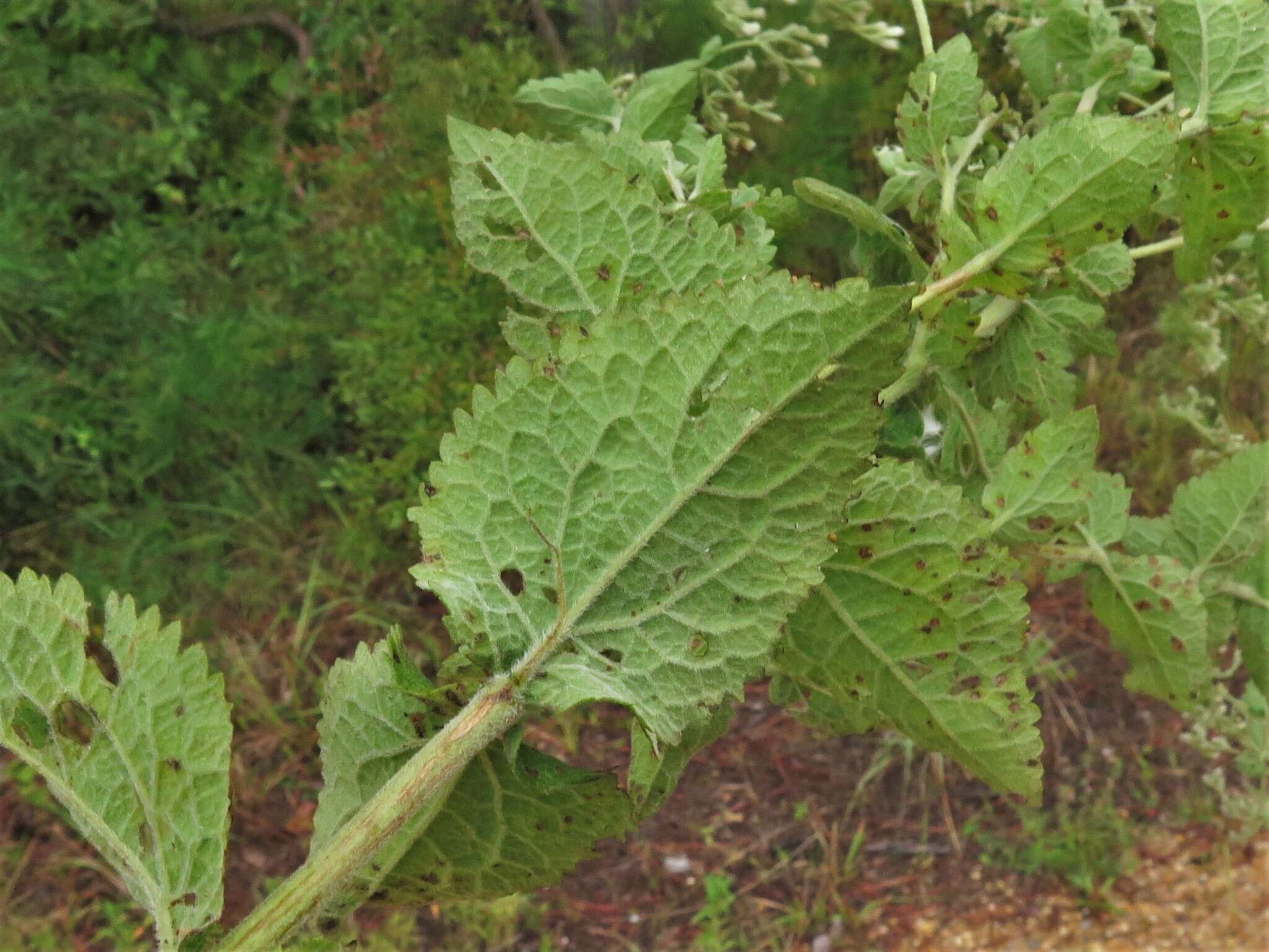 Eupatorium cordigerum (Fern.) Fern.的圖片