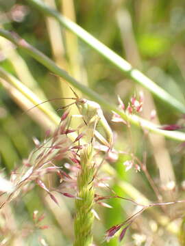 Image of Calocoris roseomaculatus (De Geer 1773)