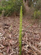 Image of Mignonette orchid