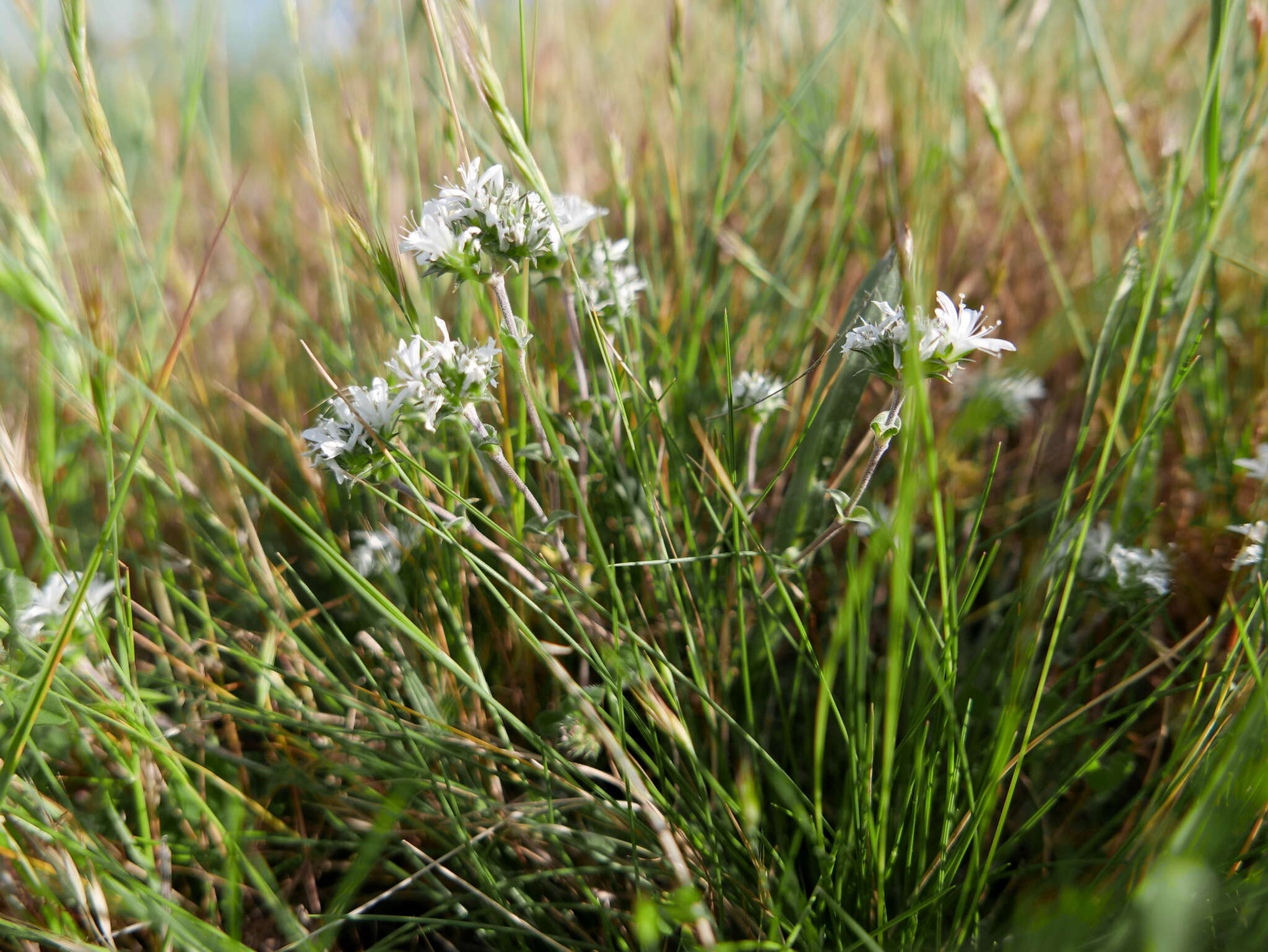 Image of Arenaria querioides Willk.