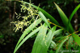 Image of Joinvillea plicata (Hook. fil.) Newell & B. C. Stone