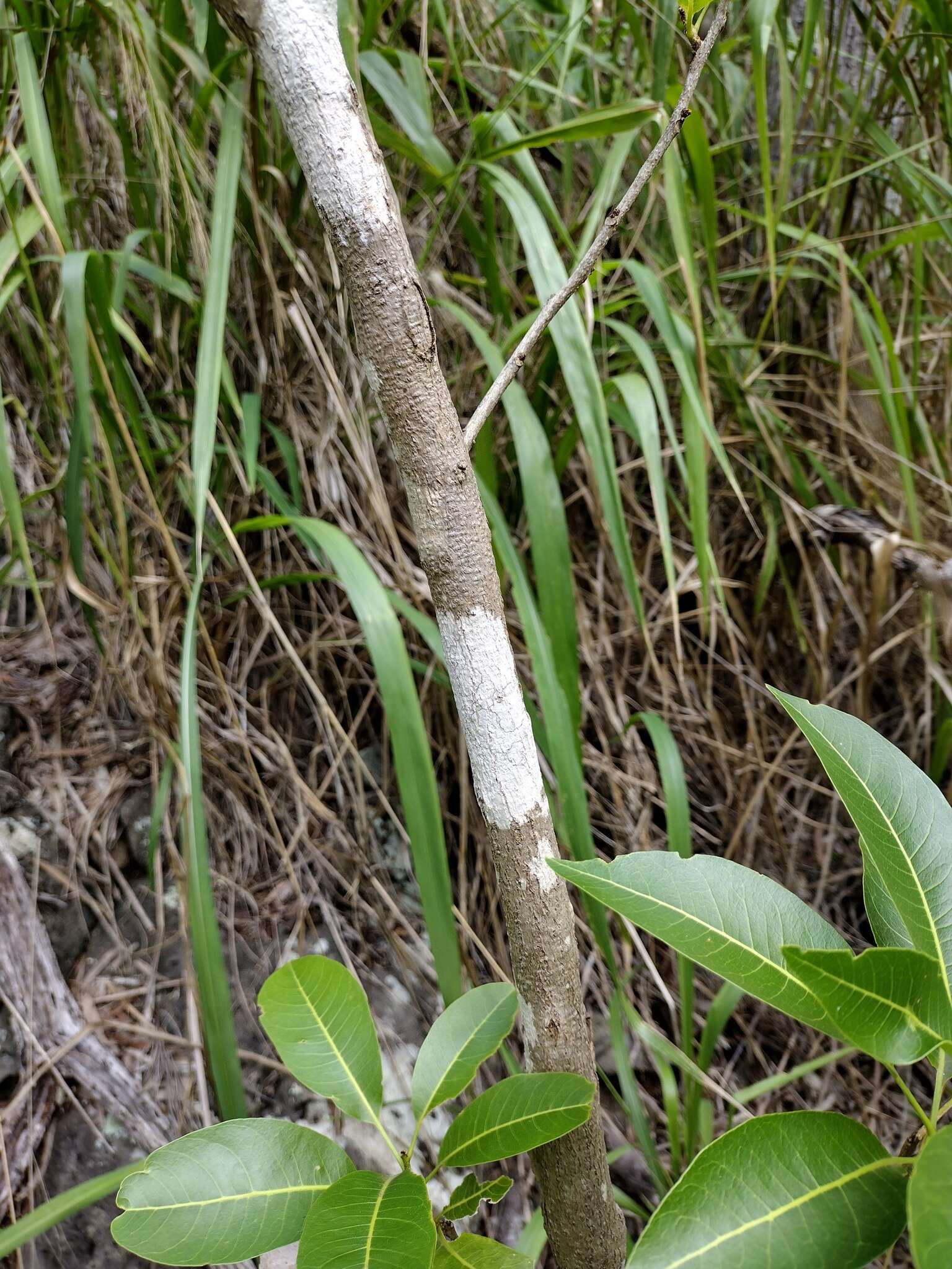 Image of Sapindus oahuensis Hillebr.