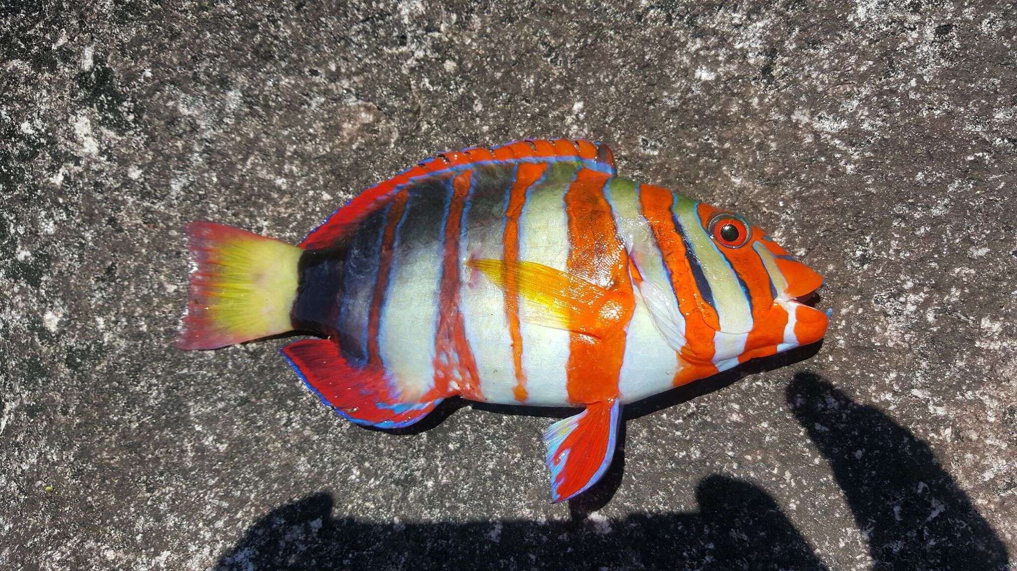 Image of Harlequin Tuskfish