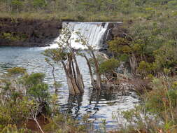 Image of New Caledonia retrophyllum