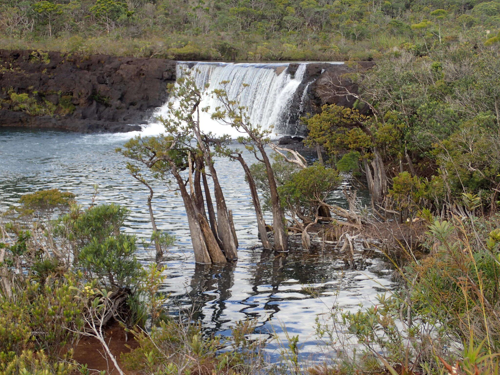 Image of New Caledonia retrophyllum