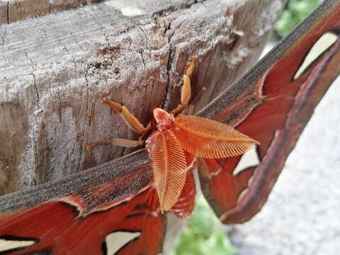 Image de Attacus atlas (Linnaeus 1758)