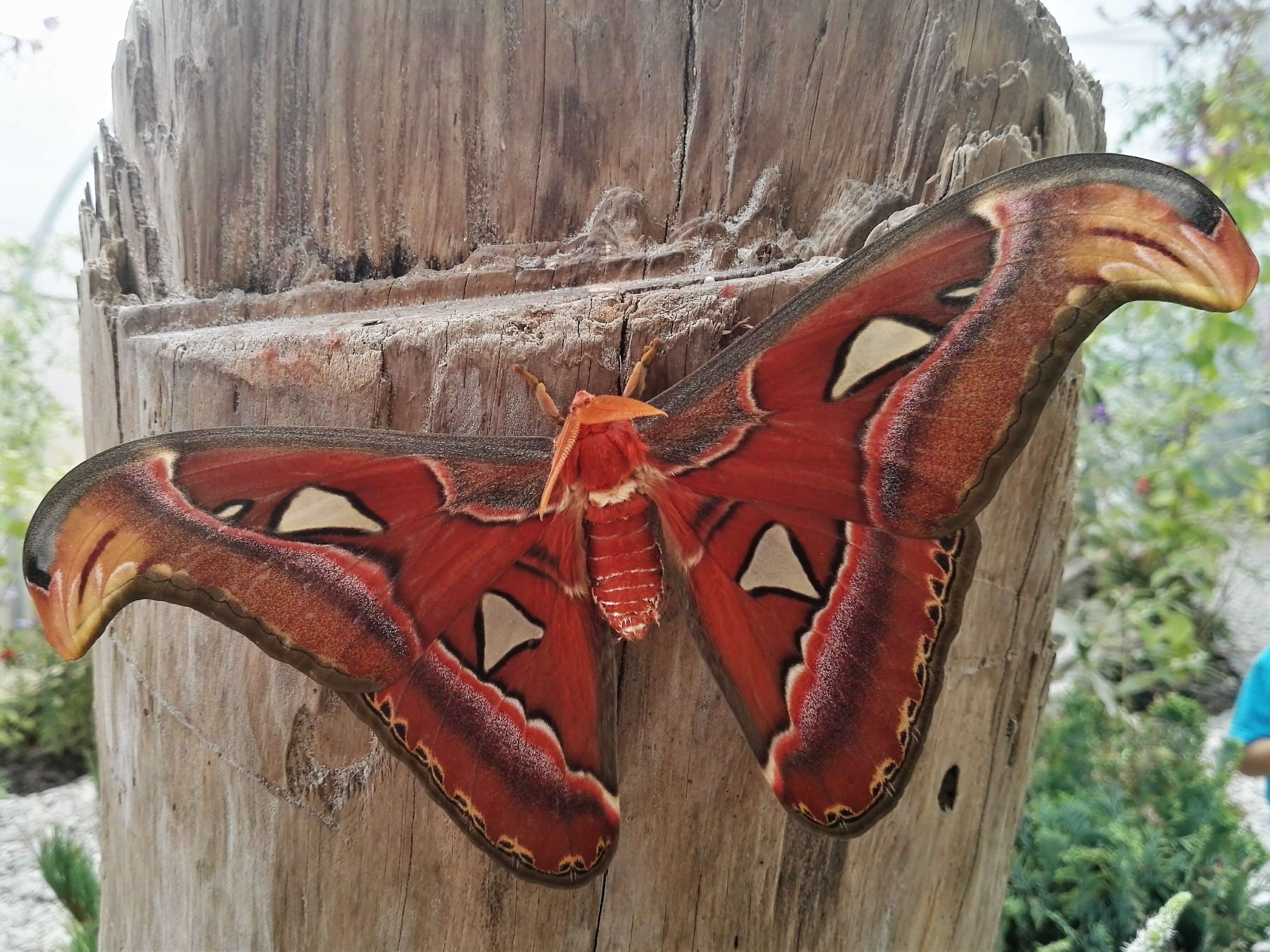 Image of atlas moth