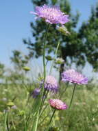 Слика од Knautia arvensis (L.) Coulter