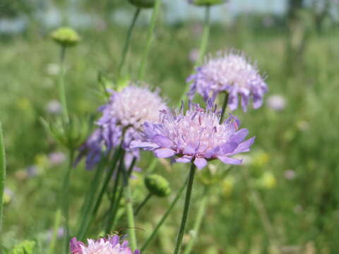 Слика од Knautia arvensis (L.) Coulter