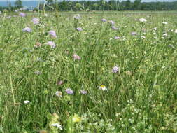 Слика од Knautia arvensis (L.) Coulter